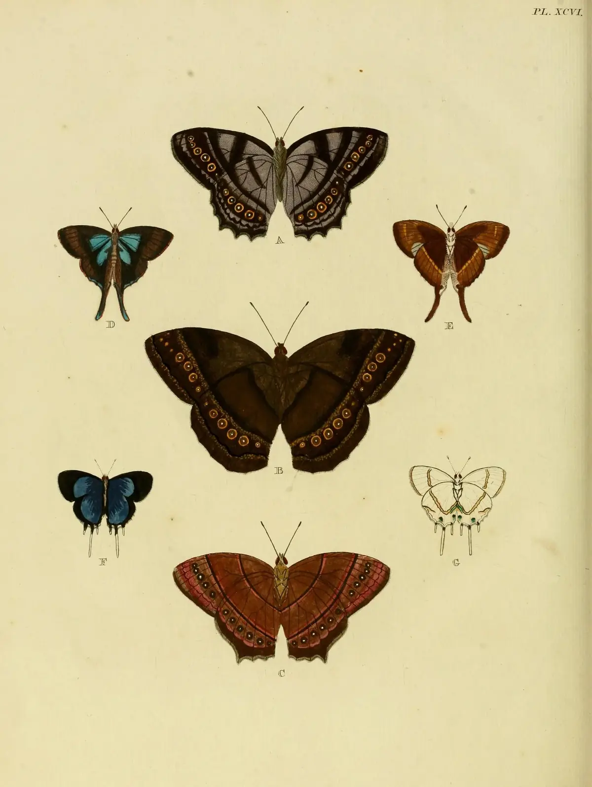 Myrina