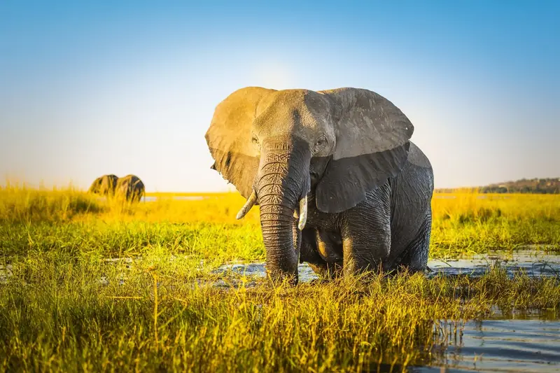Afrika