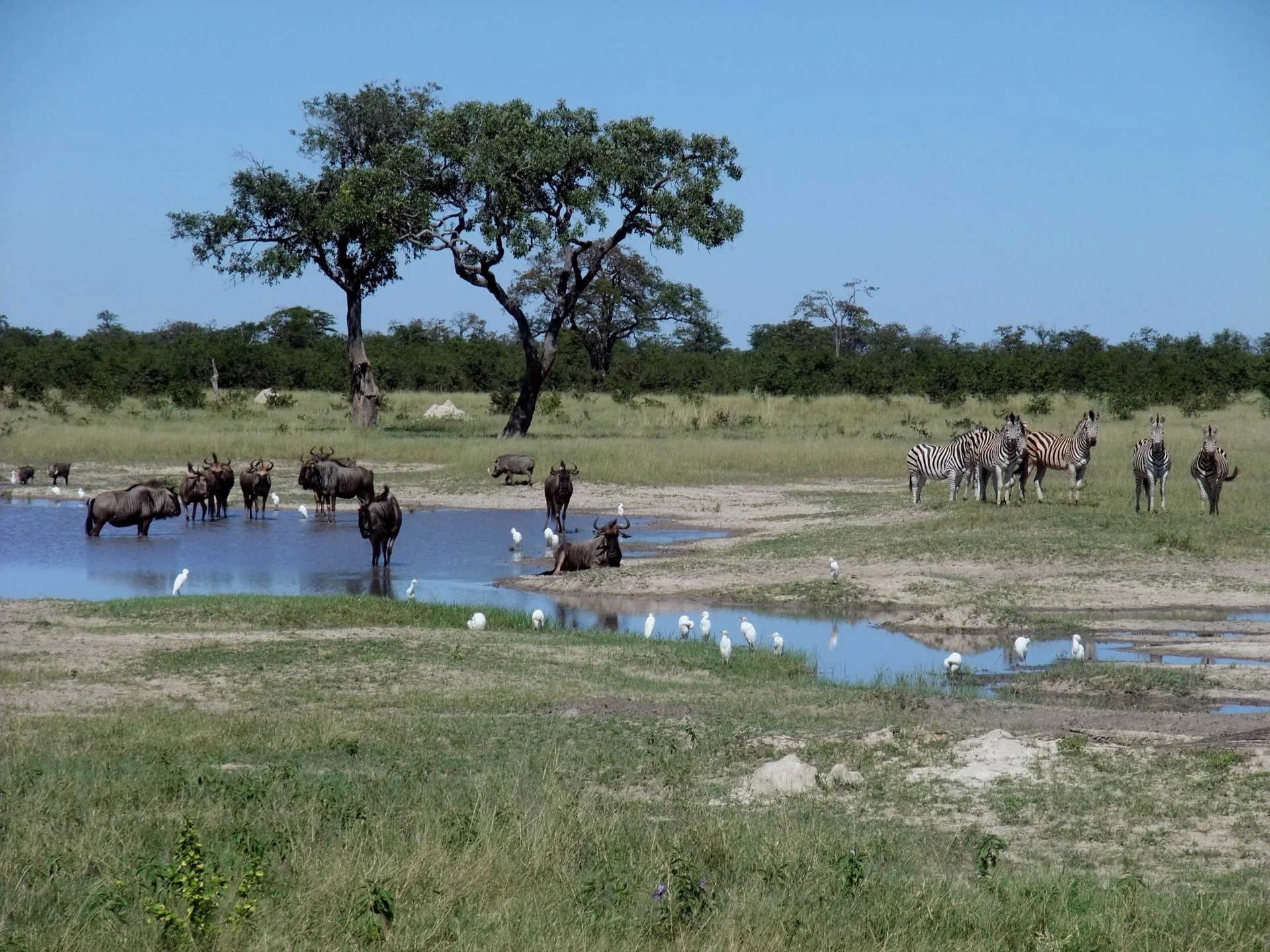 Chobe